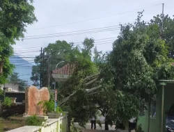 Pohon Tumbang Timpa Kantor BPP Maros, Satu Ruangan Rusak Parah