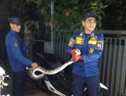 Geger 3 Ular Sanca-Cecak Masuk Permukiman Warga di Tanralili Maros