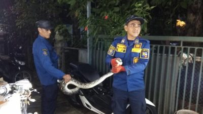 Geger 3 Ular Sanca-Cecak Masuk Permukiman Warga di Tanralili Maros