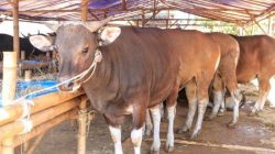 Polisi di Maros Jadi Tersangka Kasus Penipuan Bisnis Sapi