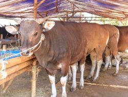 Polisi di Maros Jadi Tersangka Kasus Penipuan Bisnis Sapi