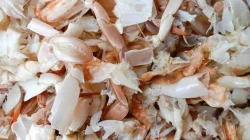 Dosen Unhas Umma Olah Limbah Cangkang Kepiting